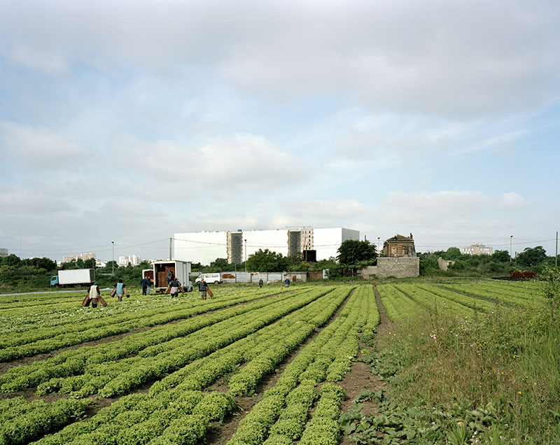 Recolte dans un champ à proximité des Archives nationales, Pierrefitte-sur-Seine, 17 mai 2011